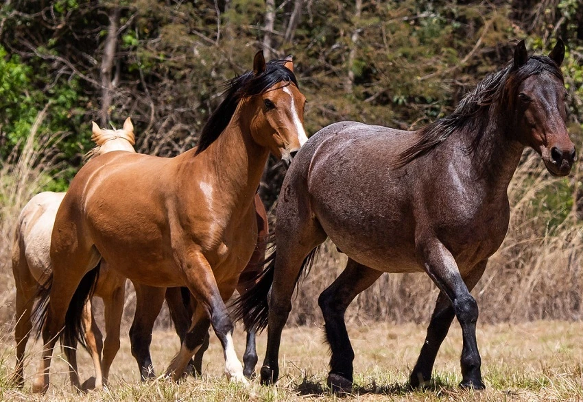 CNA debate avanços do Passaporte Equestre e Lei do Material Genético