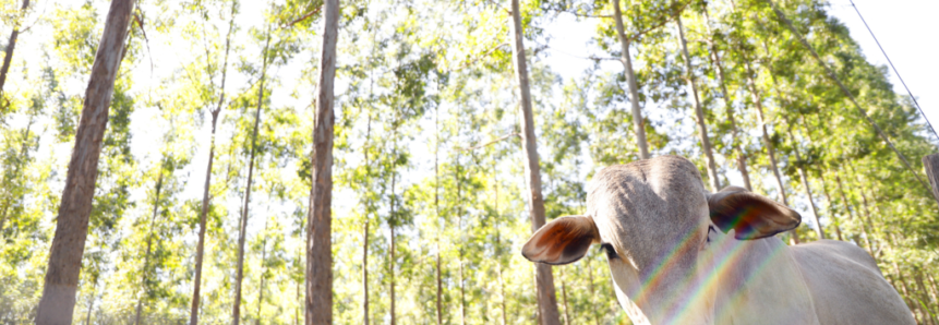 Sustentabilidade: Mato Grosso do Sul é o maior estado em área de sistemas integrados de produção na agropecuária