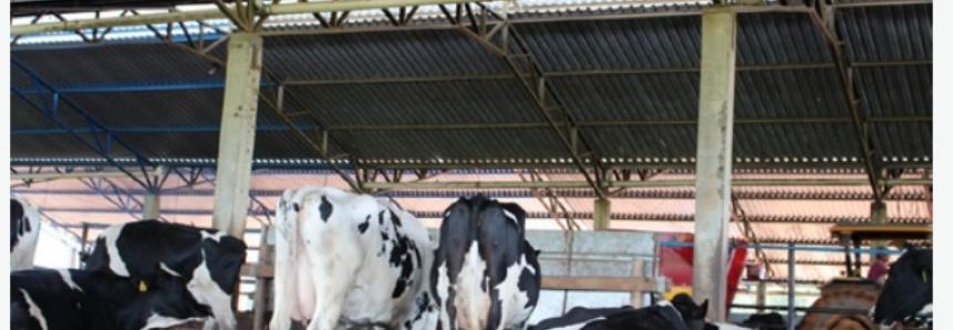 Senar lança cartilhas de bovinocultura de leite