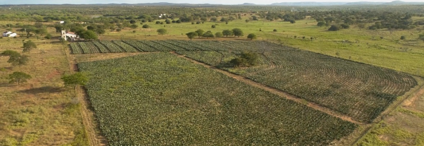 “Falta de mecanização da palma é problema na pecuária do nordeste”, diz criador