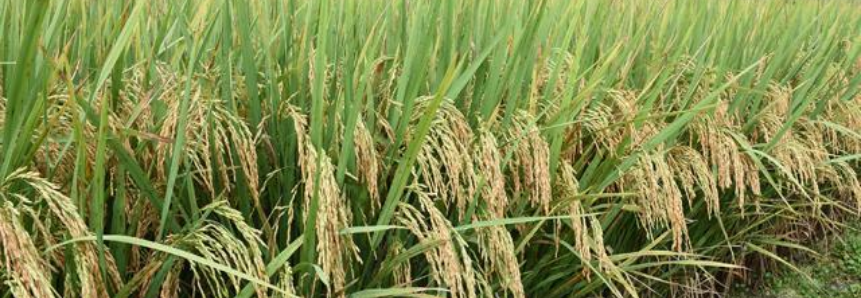 Seminário de Arroz e Grãos é realizado em Lagoa da Confusão