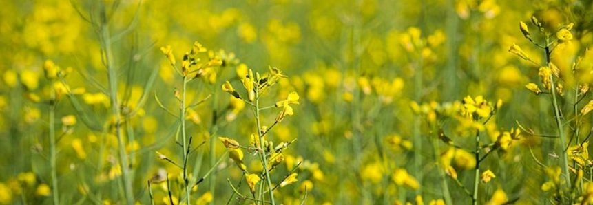 CNA debate novas opções de oleaginosas para produção de biodiesel