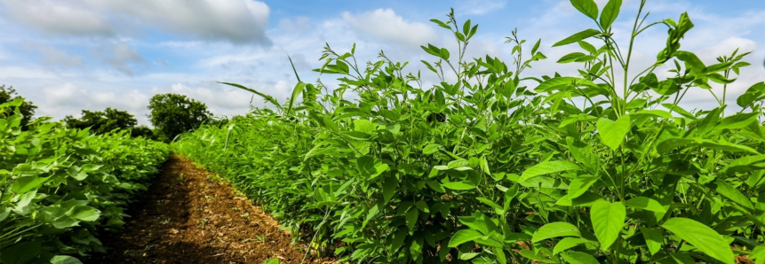 Adubo verde oferece ‘combo’ de benefícios que melhoram a produtividade e contribuem com o meio ambiente