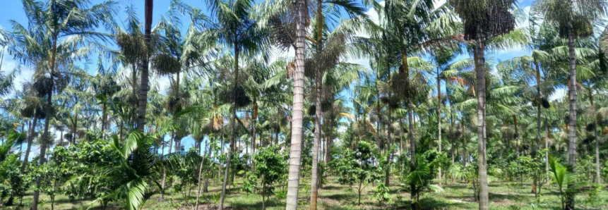 Fazenda realiza estudos para cultivo de açaí no Ceará