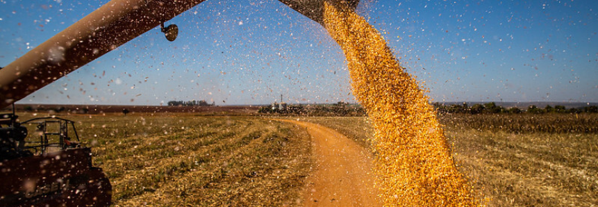 Fertilizantes e defensivos elevam custos de produção de milho em Sergipe, aponta pesquisa