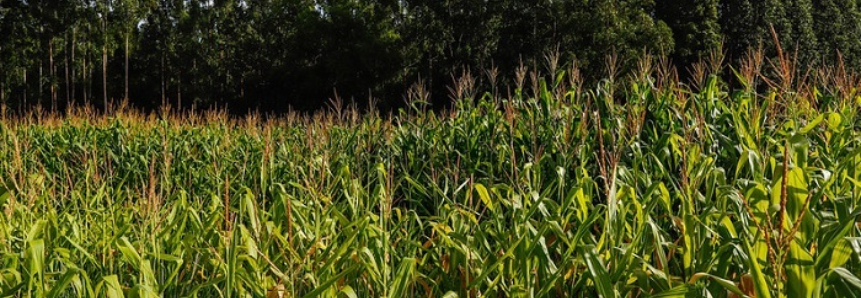 Campo Futuro apresenta impactos da alta dos preços de insumos nas cadeias agrícolas