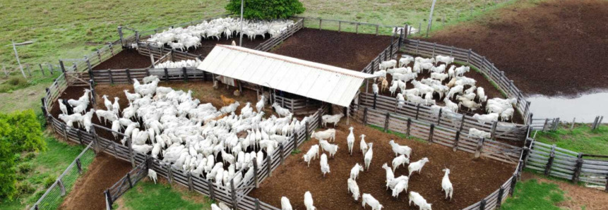 Técnicos do projeto FPS percorrem fazendas e validam índices econômicos e zootécnicos