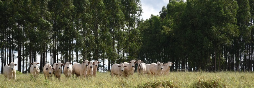 Mato Grosso do Sul: 45 anos de desenvolvimento do estado por meio da agropecuária