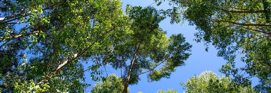 Plano Nacional de Florestas Plantadas reconhece importância do setor, afirma CNA