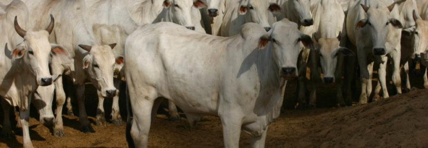 Começa dia 1º de novembro a segunda etapa de vacinação contra a febre aftosa em MT