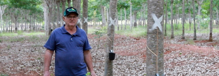 Com Senar MS, produtor rural profissionaliza gestão e supera problemas no manejo das seringueiras