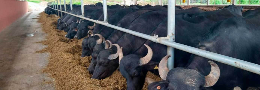 Curso de Bubalinocultura é novidade do Senar Minas