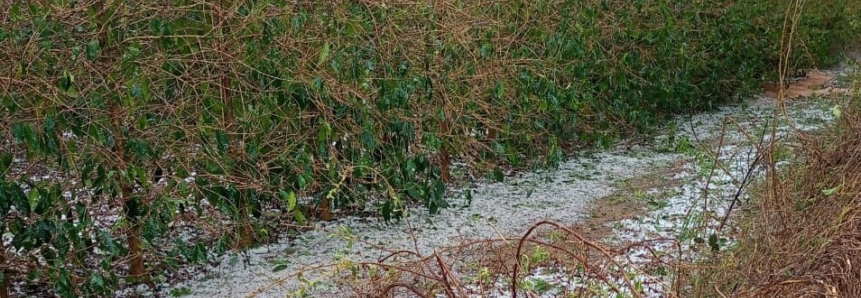 Intempéries climáticas impactam lavouras em Minas