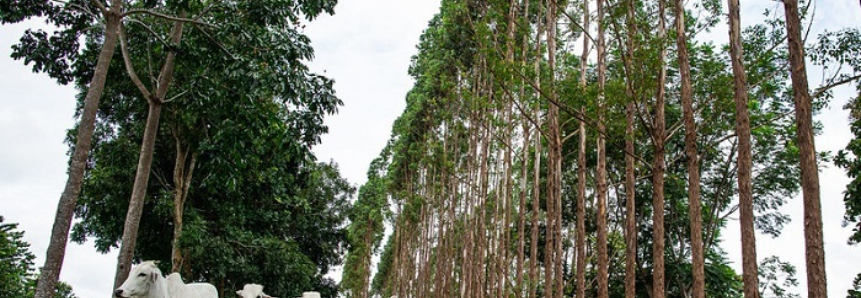 CNA participa de seminário da Embrapa sobre pastagens no bioma Amazônia