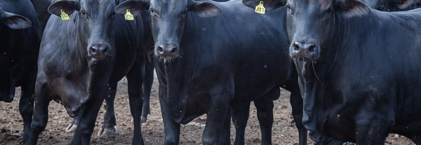 CNA participa de fórum sobre o Programa de Erradicação da Febre Aftosa