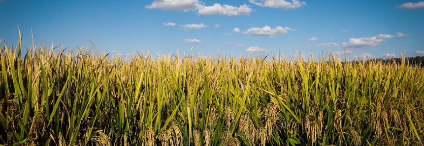 CNA e Federações debatem contratação de crédito rural nos estados