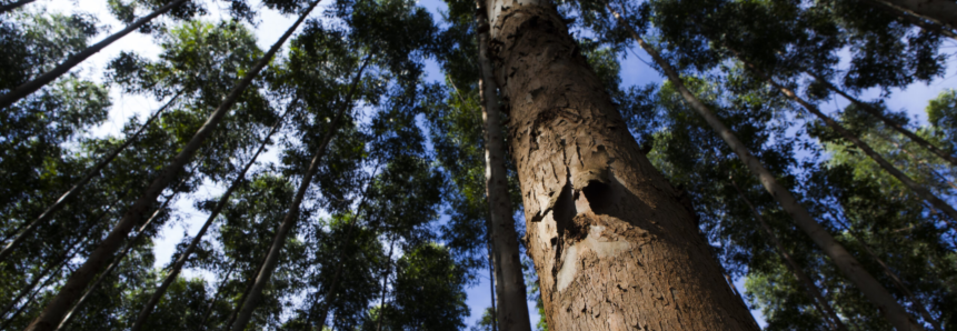 Dia de Campo aborda sistema silvipastoril em solos arenosos em Rondonópolis