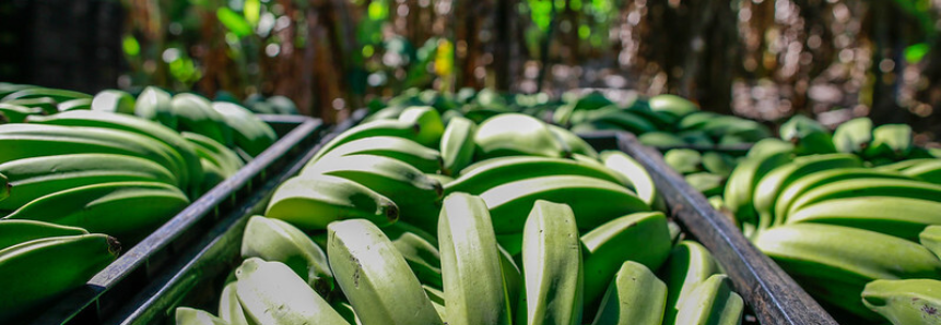 Senar promove seminário sobre uso de bioinsumos na fruticultura