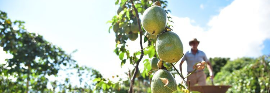 Fruticultores atendidos pela ATeG do Senar/MS comercializaram mais de R$ 186,7 mil em 2022