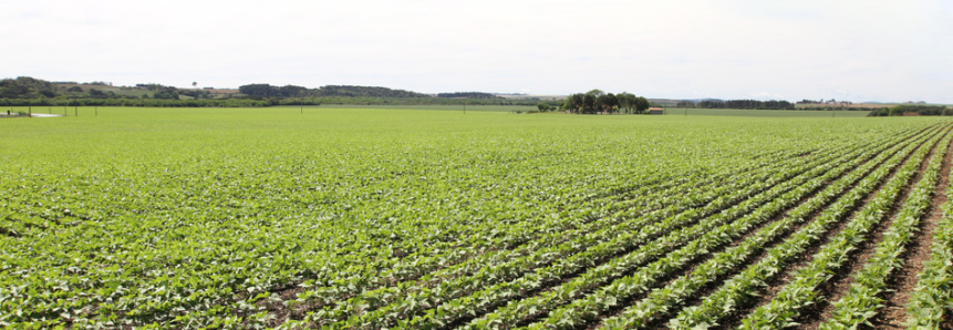 FAEP auxilia sindicato rural a alterar Zarc para o feijão