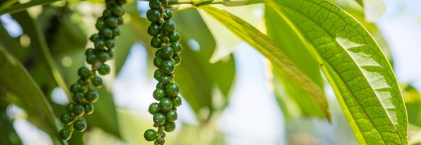 Curso gratuito do Senar/MS ensina sobre uso e cultivo da pimenta do reino