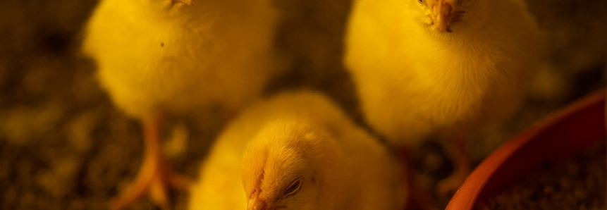 CNA discute ações para produtores de aves e suínos