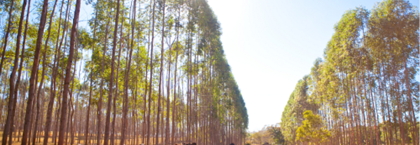 Revolução verde estimulada pelo Sistema Faeg/Senar