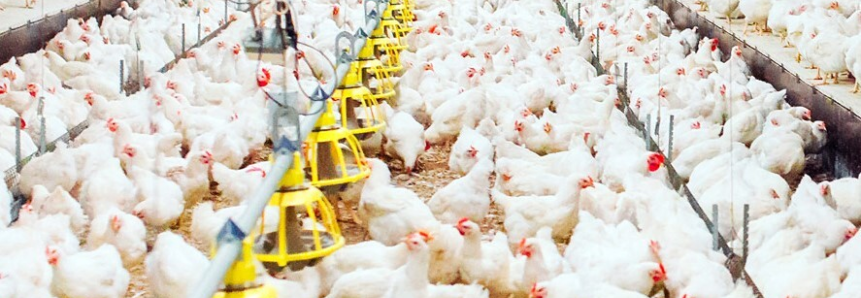 Avicultores do Paraná acendem alerta contra influenza aviária