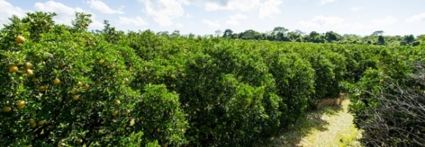 Agro registra recorde de US$ 59,2 bi em vendas externas desde janeiro