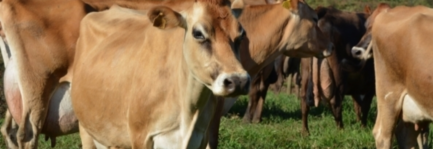 Preços pagos aos produtores de leite em Santa Catarina registram alta em junho