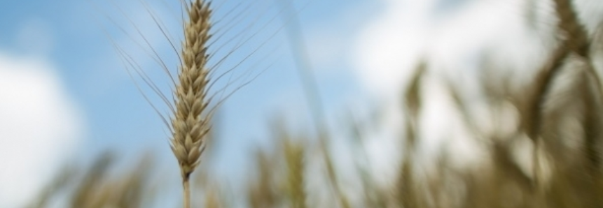 Trigo: Cenário externo e preço interno atrativo podem aumentar área no BR