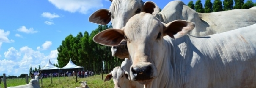 Sistema CNA/Senar inaugura Centro de Excelência em Bovinocultura de Corte em Mato Grosso do Sul