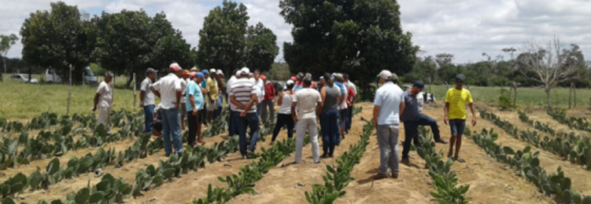 Senar Bahia realiza dia de campo sobre cultivo de palma forrageira com produtores de Tapiramutá