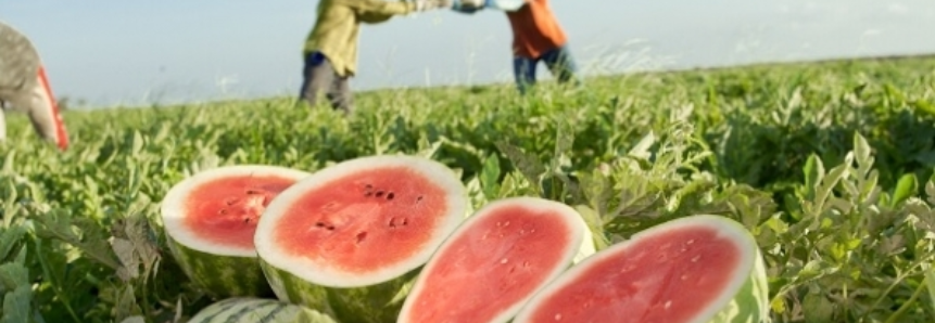 Melancia/Cepea: Oferta aumenta no sul da Bahia