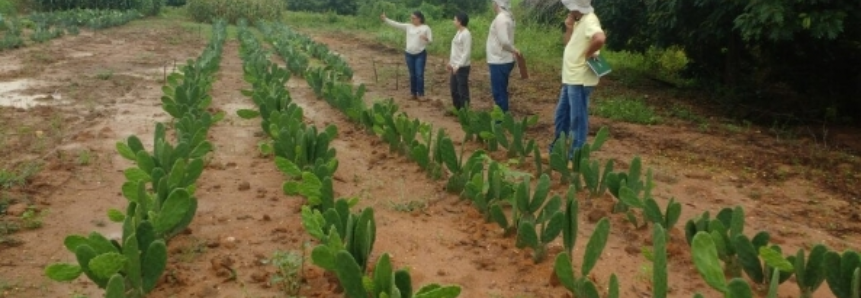 CNA avalia experimentos com forrageiras em Minas Gerais