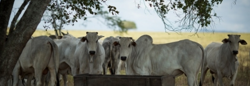 Pecuarista tem média de 59% em rendimento de carcaça