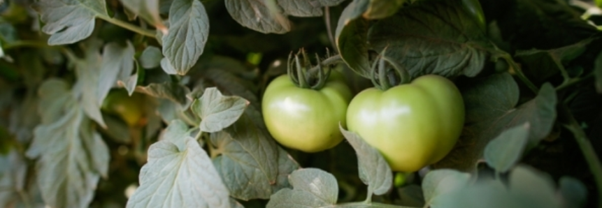 Tomate: Aumento da oferta pressiona cotações