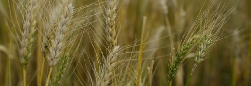 Trigo/Cepea: grão se valoriza; preços dos derivados recuam