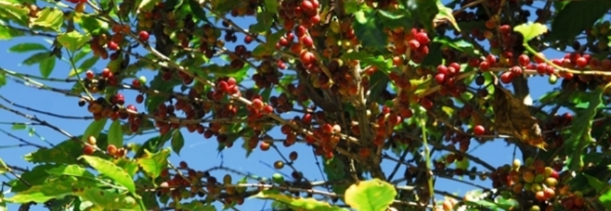 Chuva pode induzir floração do café