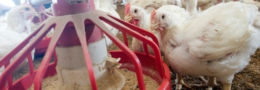 Frango Vivo: SP tem queda de 2% e anota cotação a R$2,45/kg