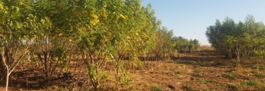 Projeto Biomas testa forrageiras de ocorrência espontânea na Amazônia