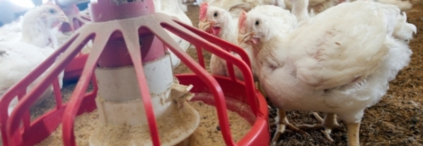 Frango Vivo: cotações se mantêm estáveis nas principais praças