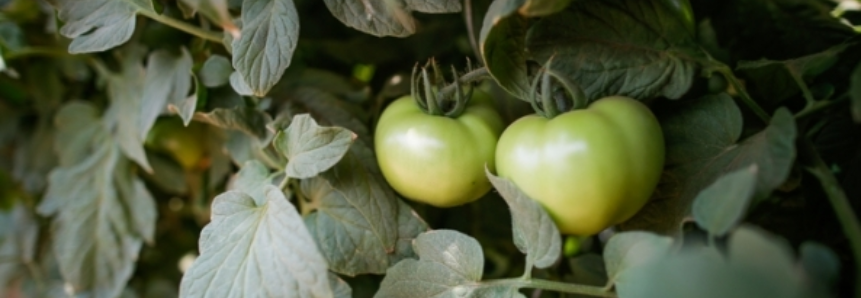 Tomate: Com oferta elevada, valores despencam no atacado