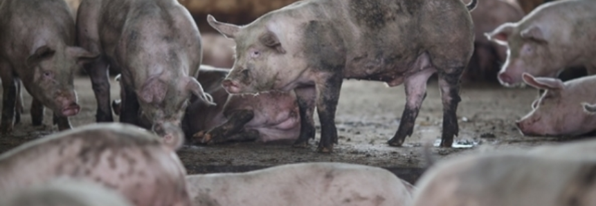 Suíno Vivo: alta de 8,30% em MT, a R$3,13/kg