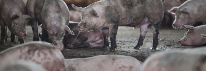 Suínos: Alta do preço pago ao produtor é repassada à carne