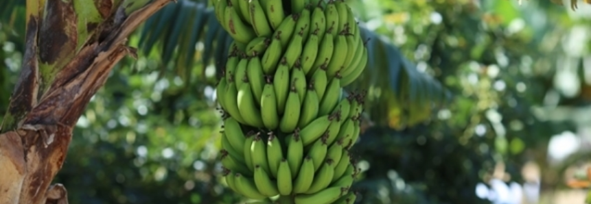 Produção de banana cresce 20% no Amazonas