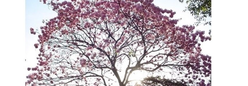 Bosque FAMASUL 40 anos traz beleza do campo à cidade