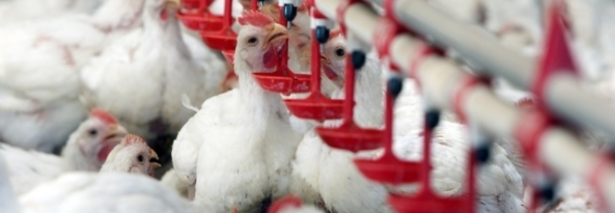 Frango Vivo: queda de 12% nas cotações do PR