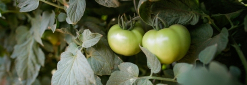 Tomate: Baixas temperaturas atrasam maturação e elevam cotações