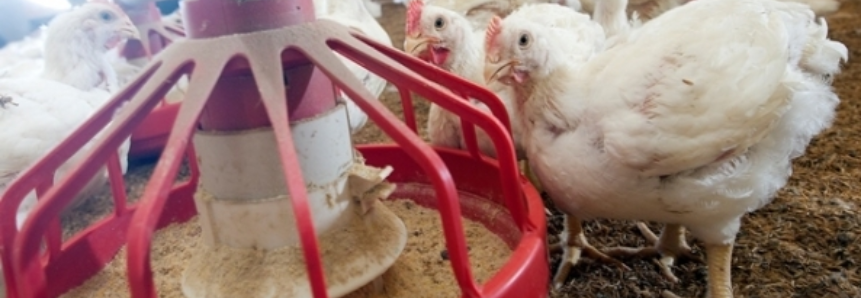 Frango Vivo: semana anota alta de R$0,10/kg em três das principais praças
